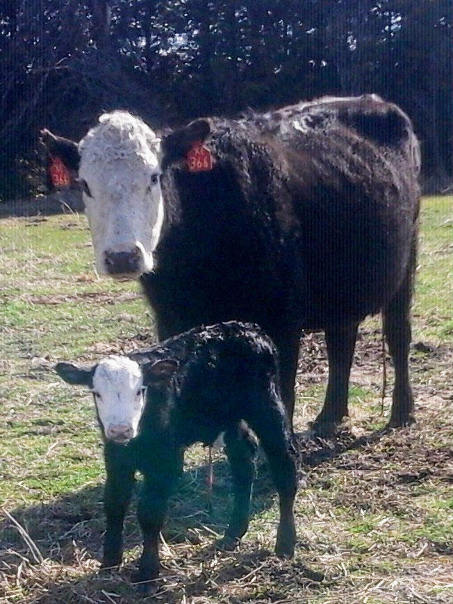 New calf